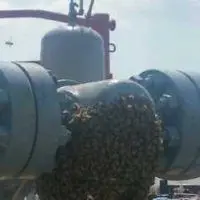 Honeybee swarm clustered on oilfield wellhead piping