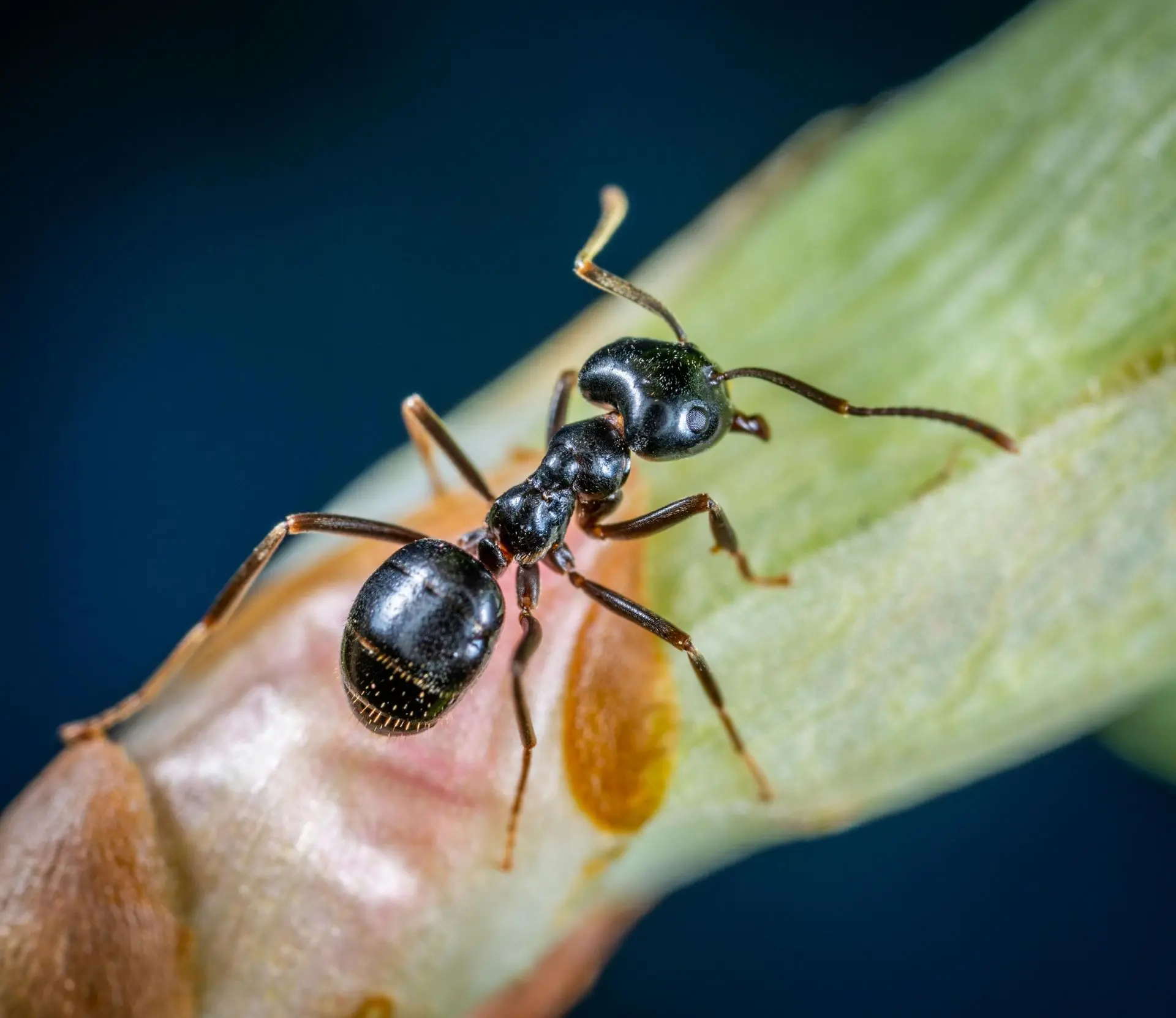 Black ant climbing a green plant stem