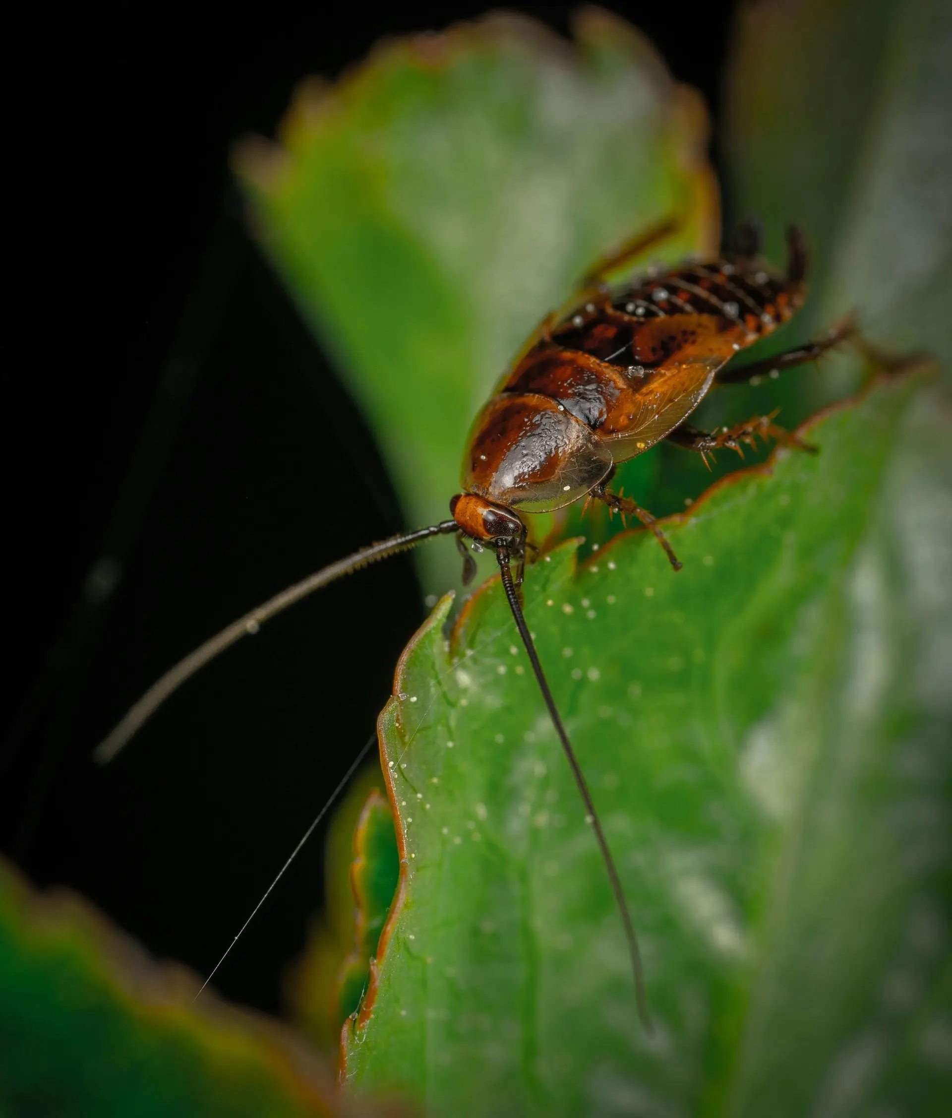 Cockroach resting on a green leaf