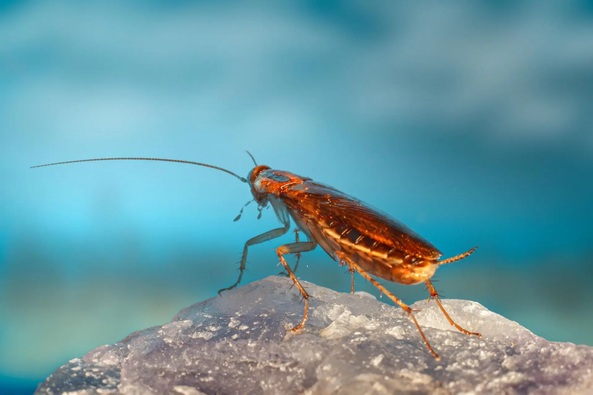 Cockroach standing on a rock