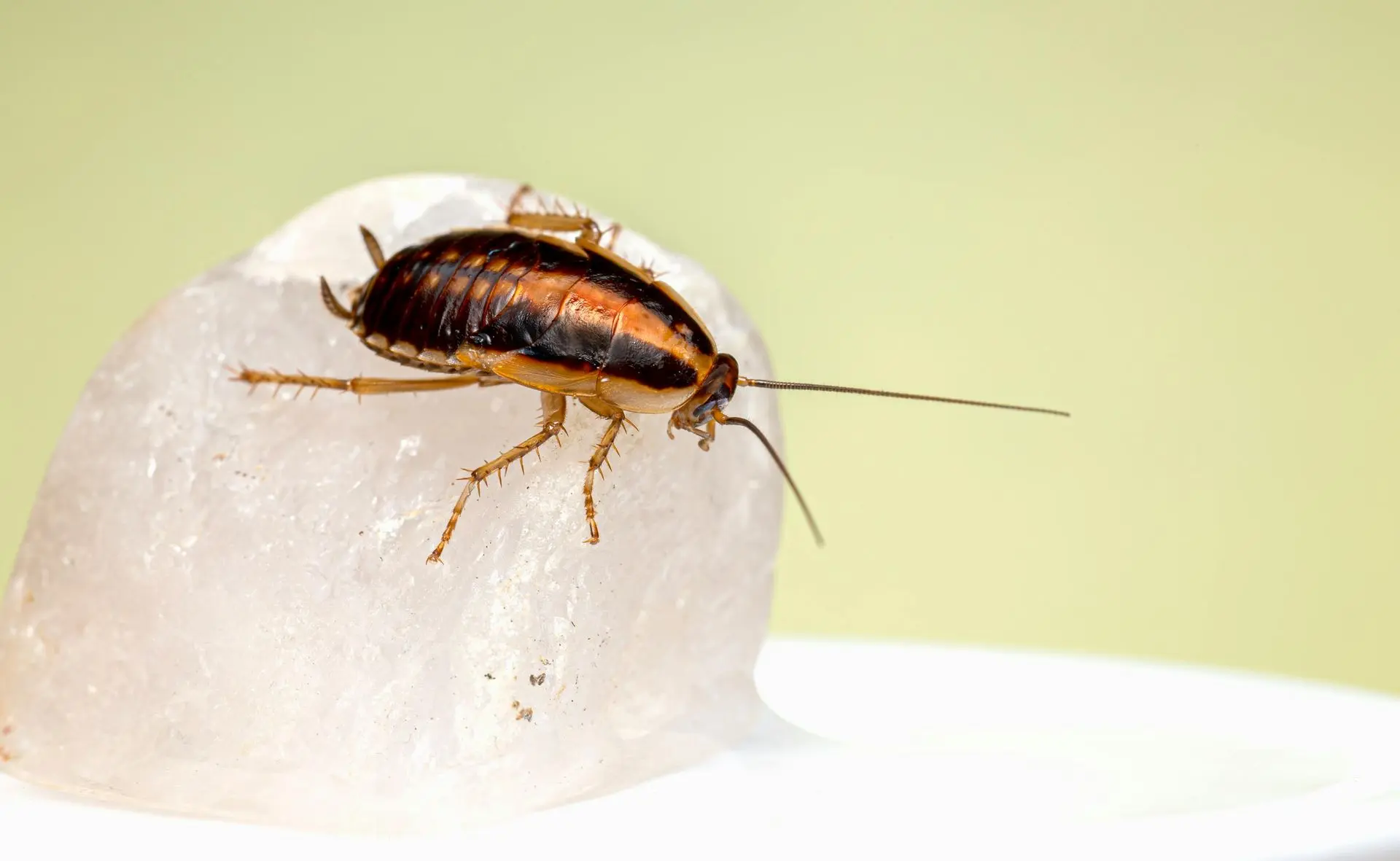 Cockroach perched on a lump of sugar