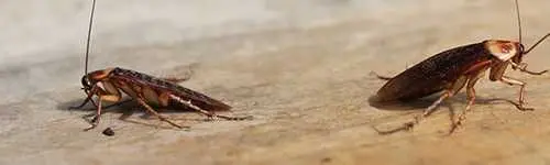 Two cockroaches on a wooden surface
