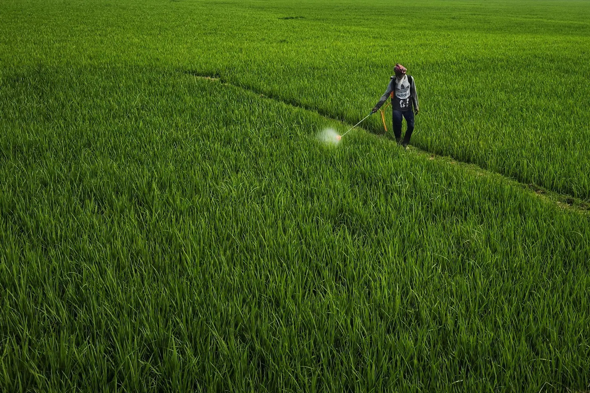 Farmer spraying a green crop field