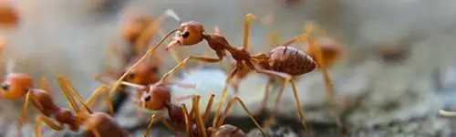Red fire ants on the ground