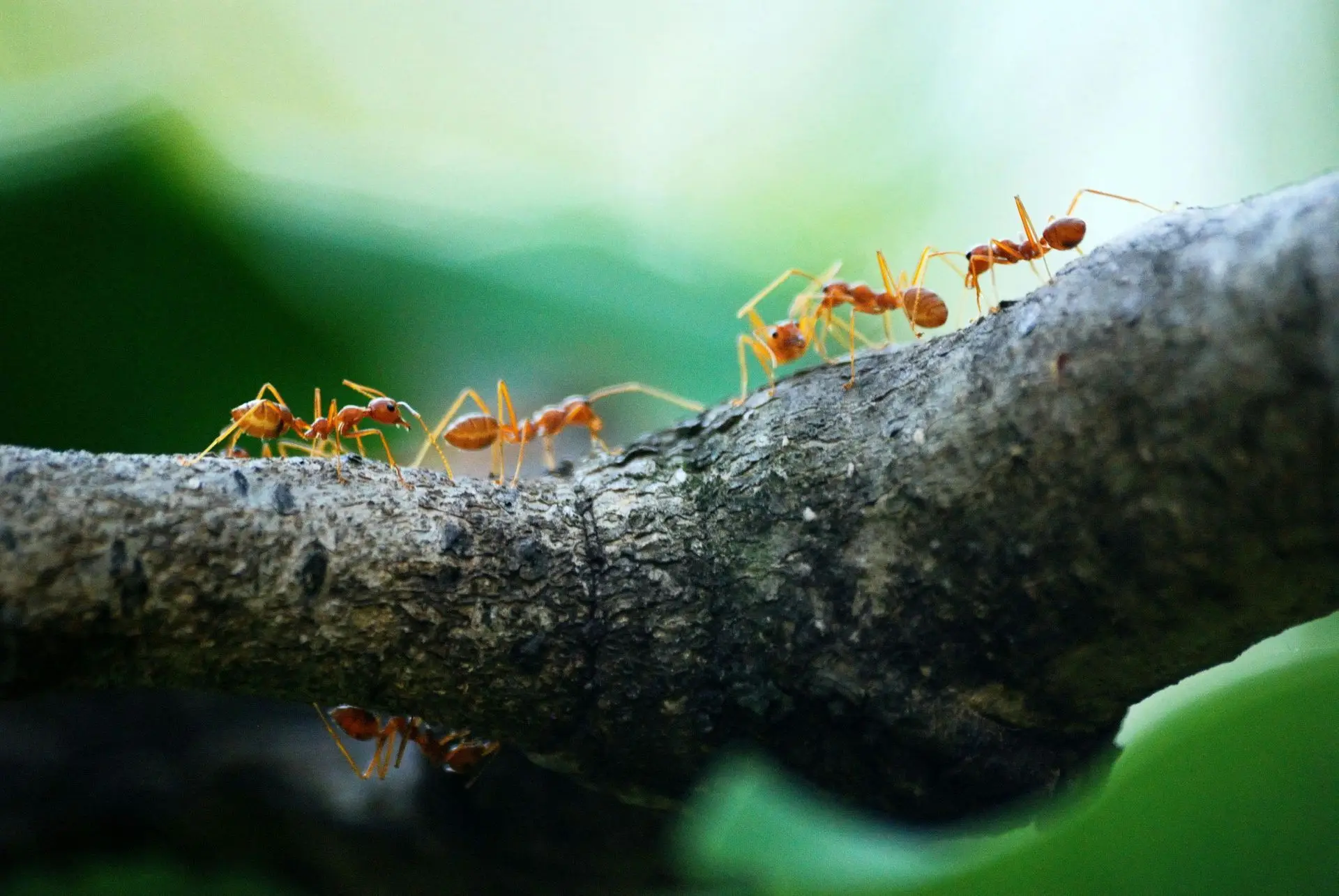 Red fire ants marching along a tree branch