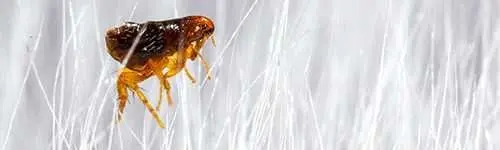 Flea clinging to white animal fur