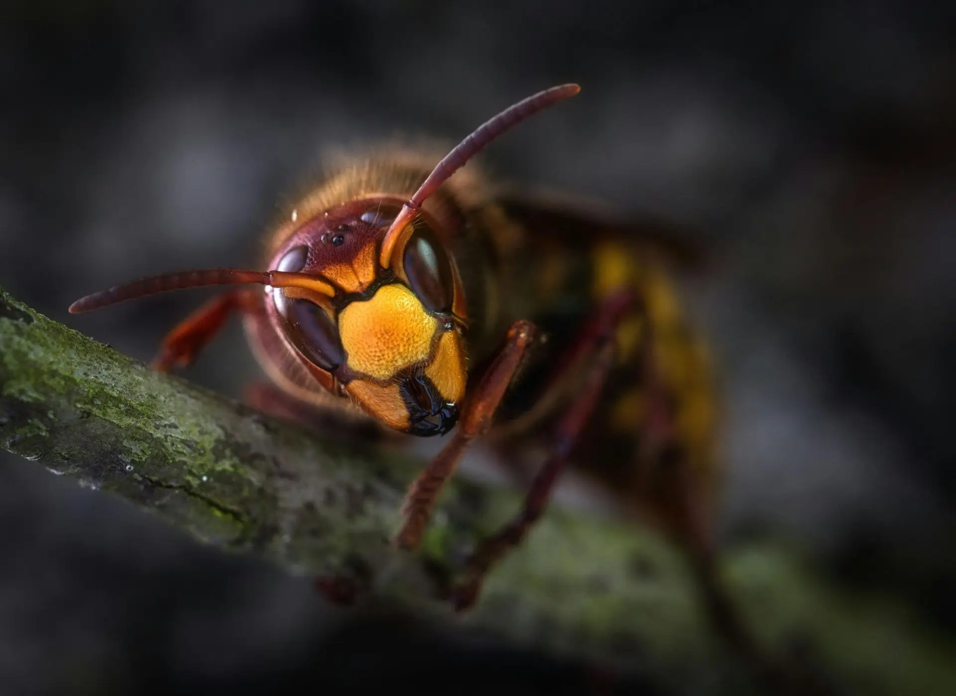 Close-up of a hornet on a branch