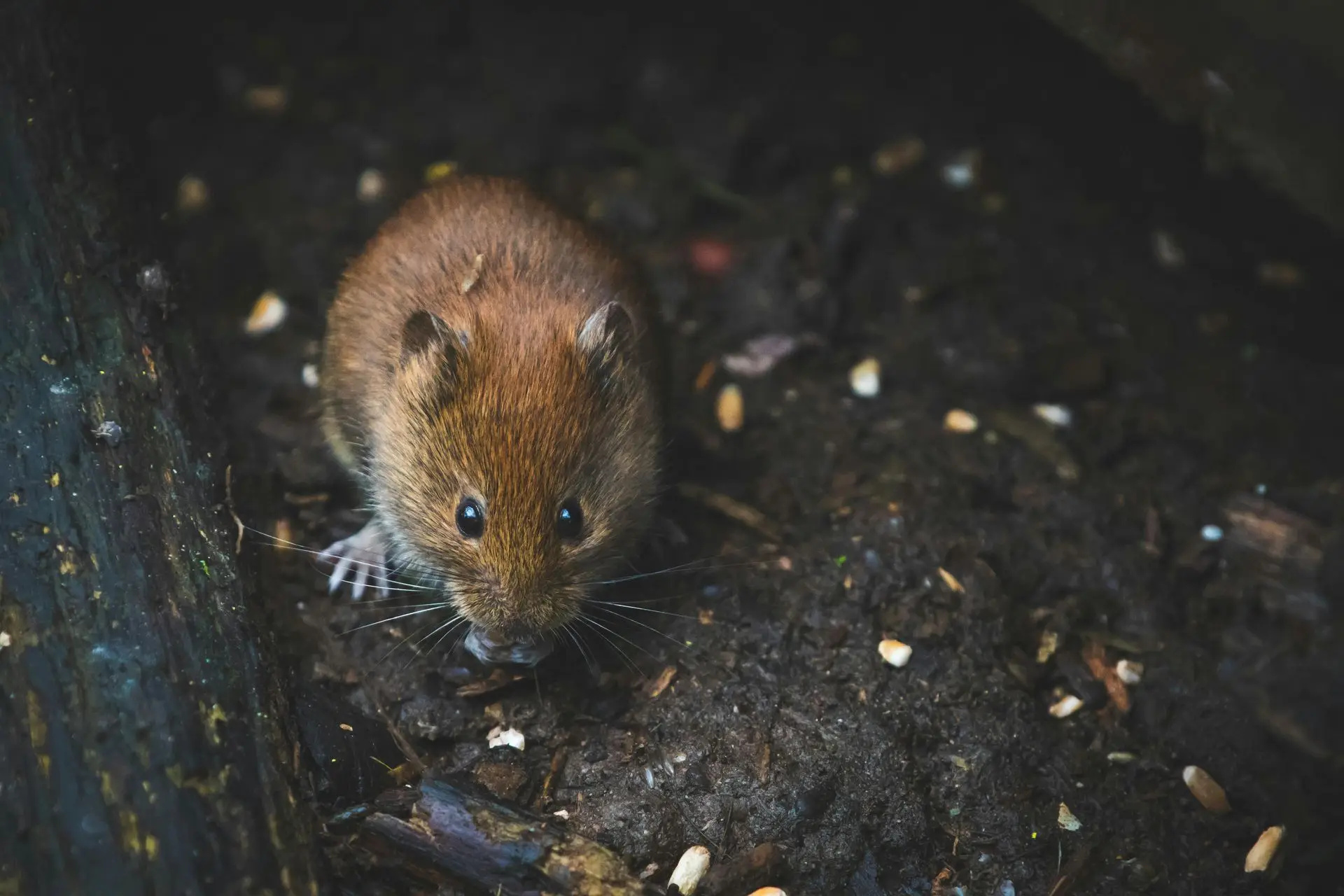 Brown mouse foraging in dark soil