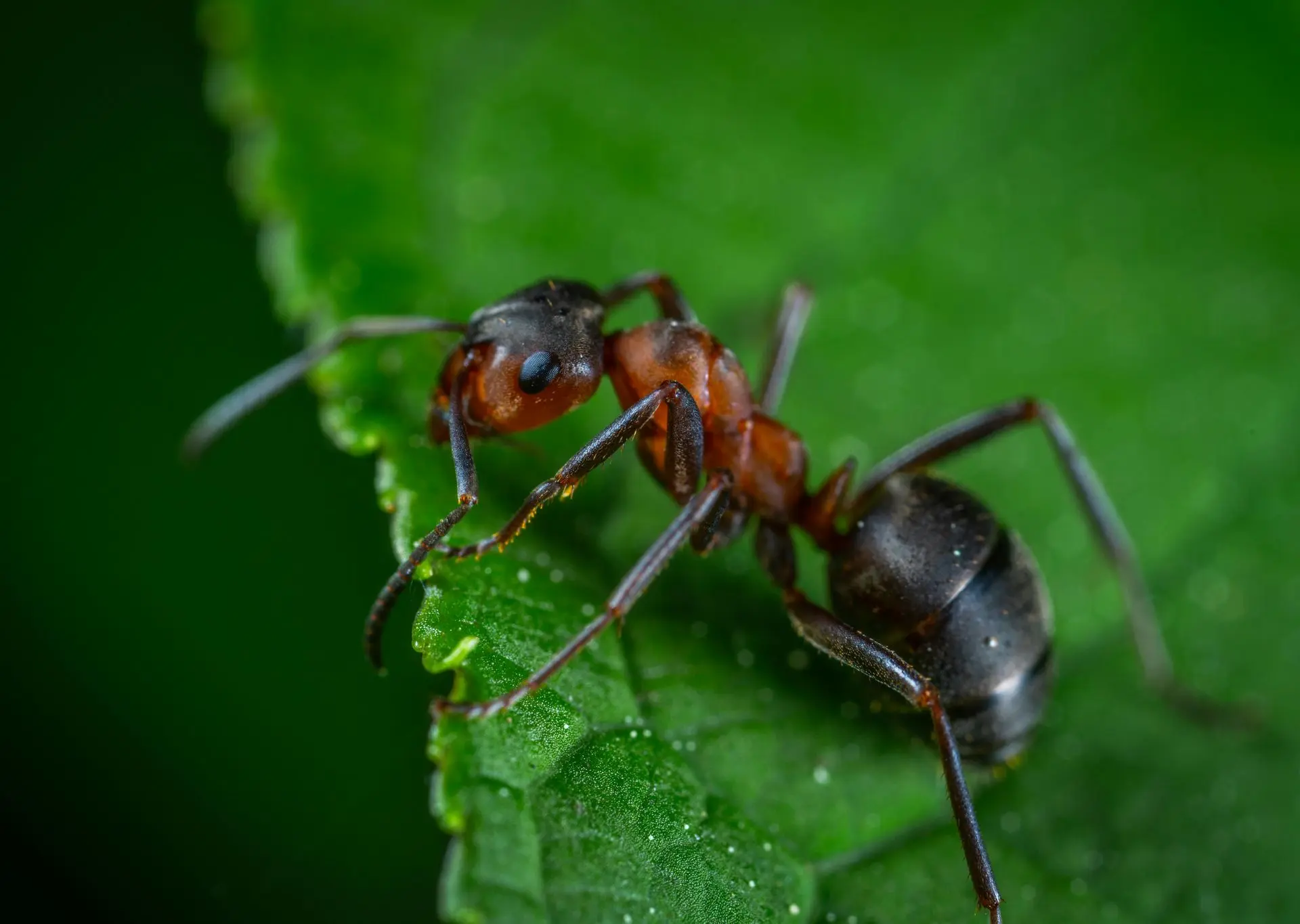 Red wood ant standing on a green leaf