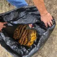 Removed honeycomb in a black trash bag