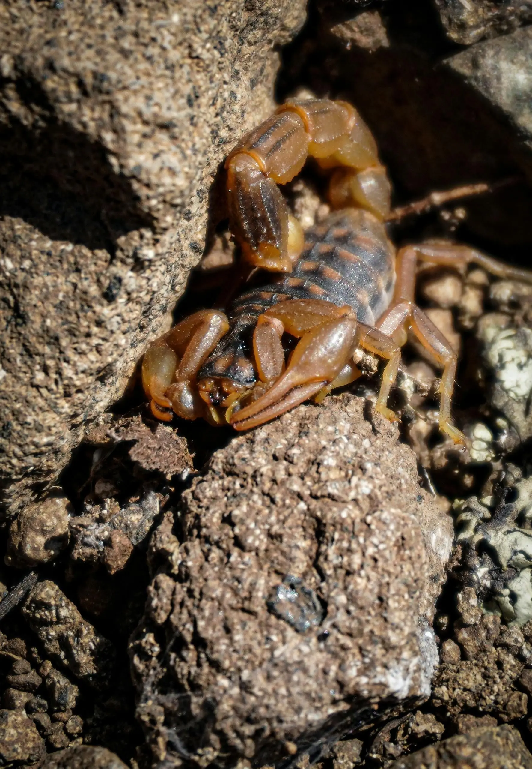 Scorpion hiding among rocks