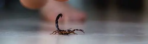 Scorpion on a floor near a bare foot