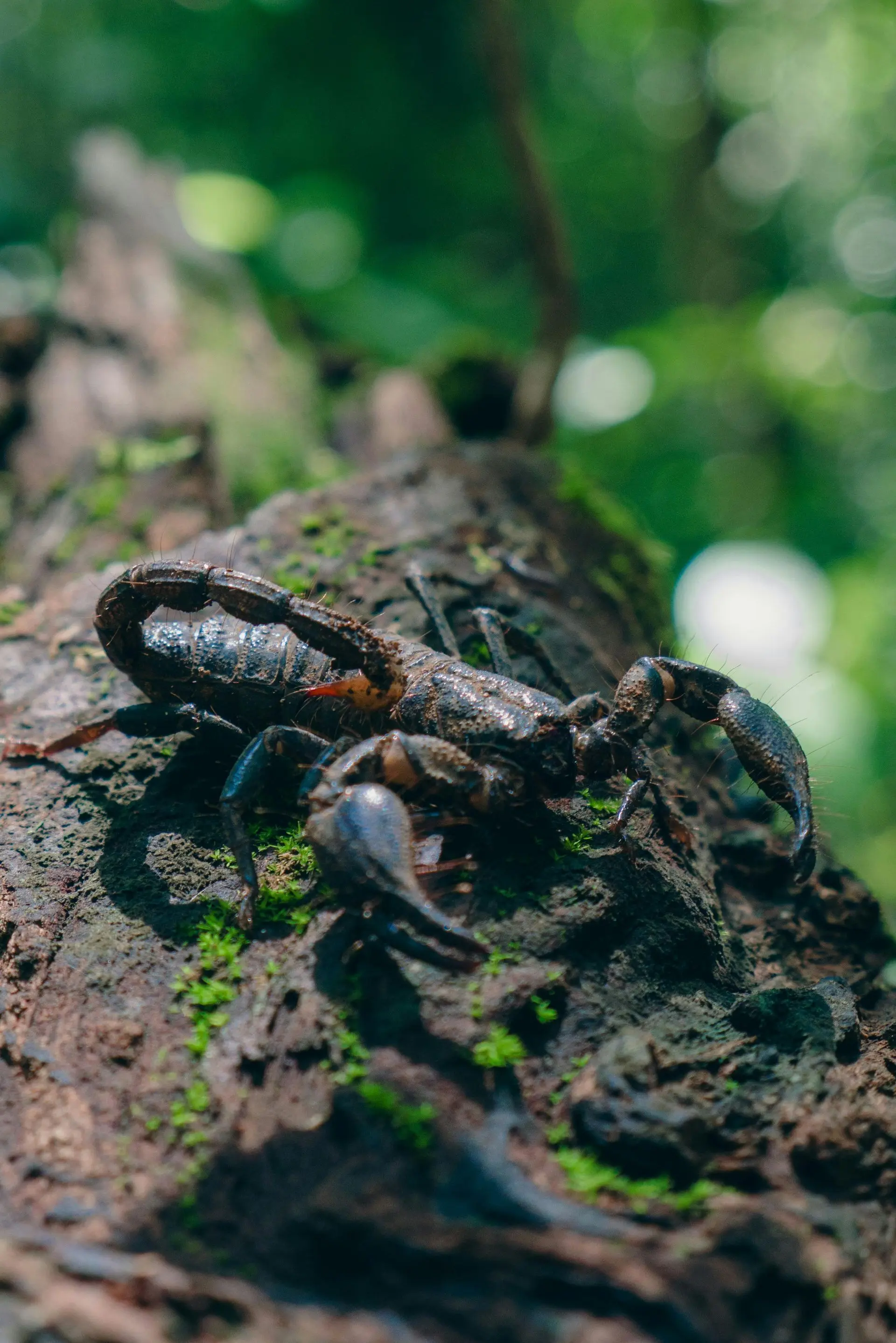 Scorpion crawling over a mossy log