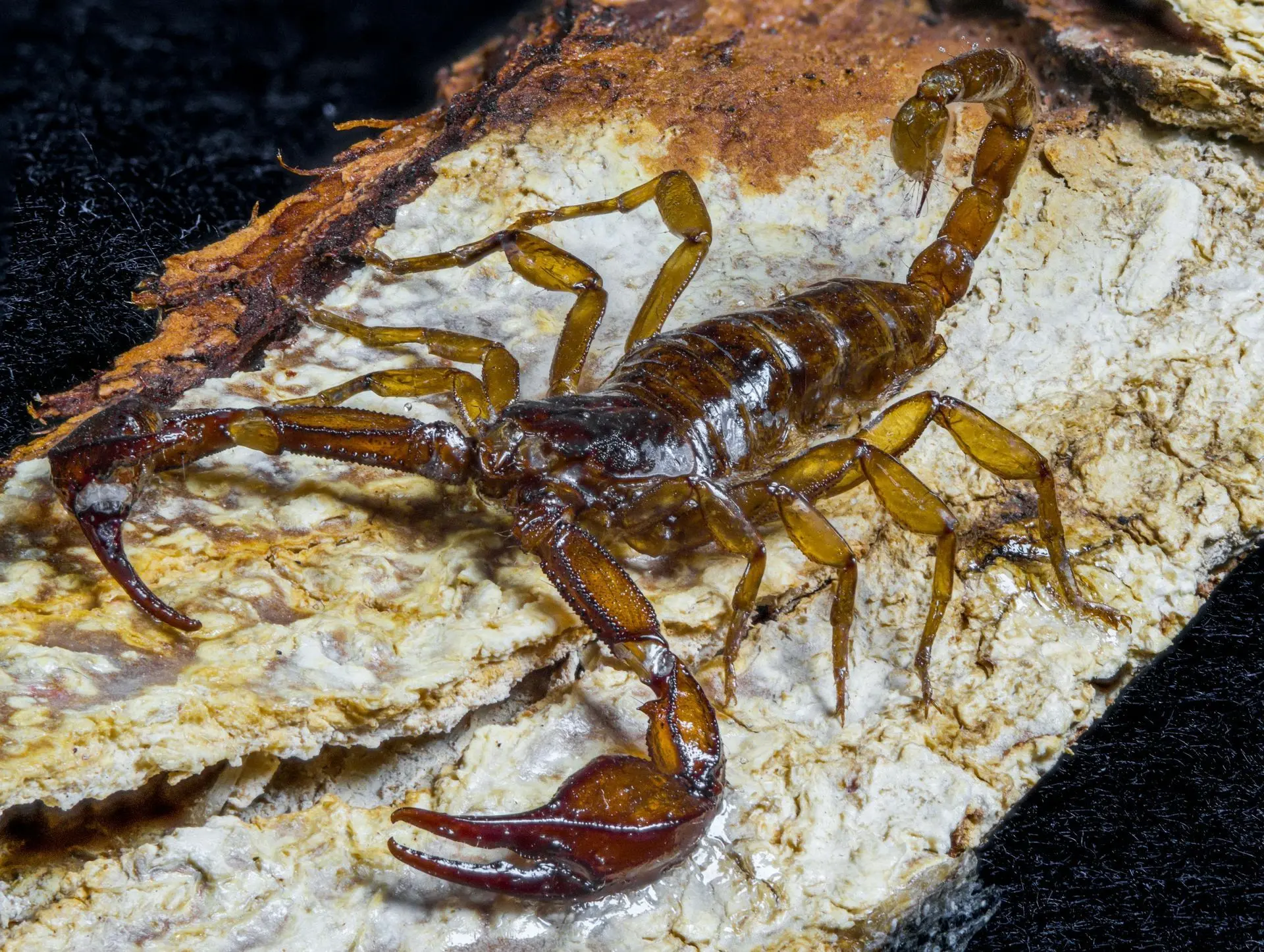 Brown scorpion on a strip of tree bark