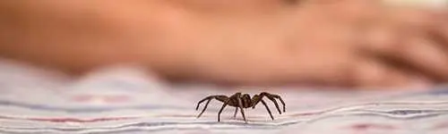 Spider crawling across a bed sheet