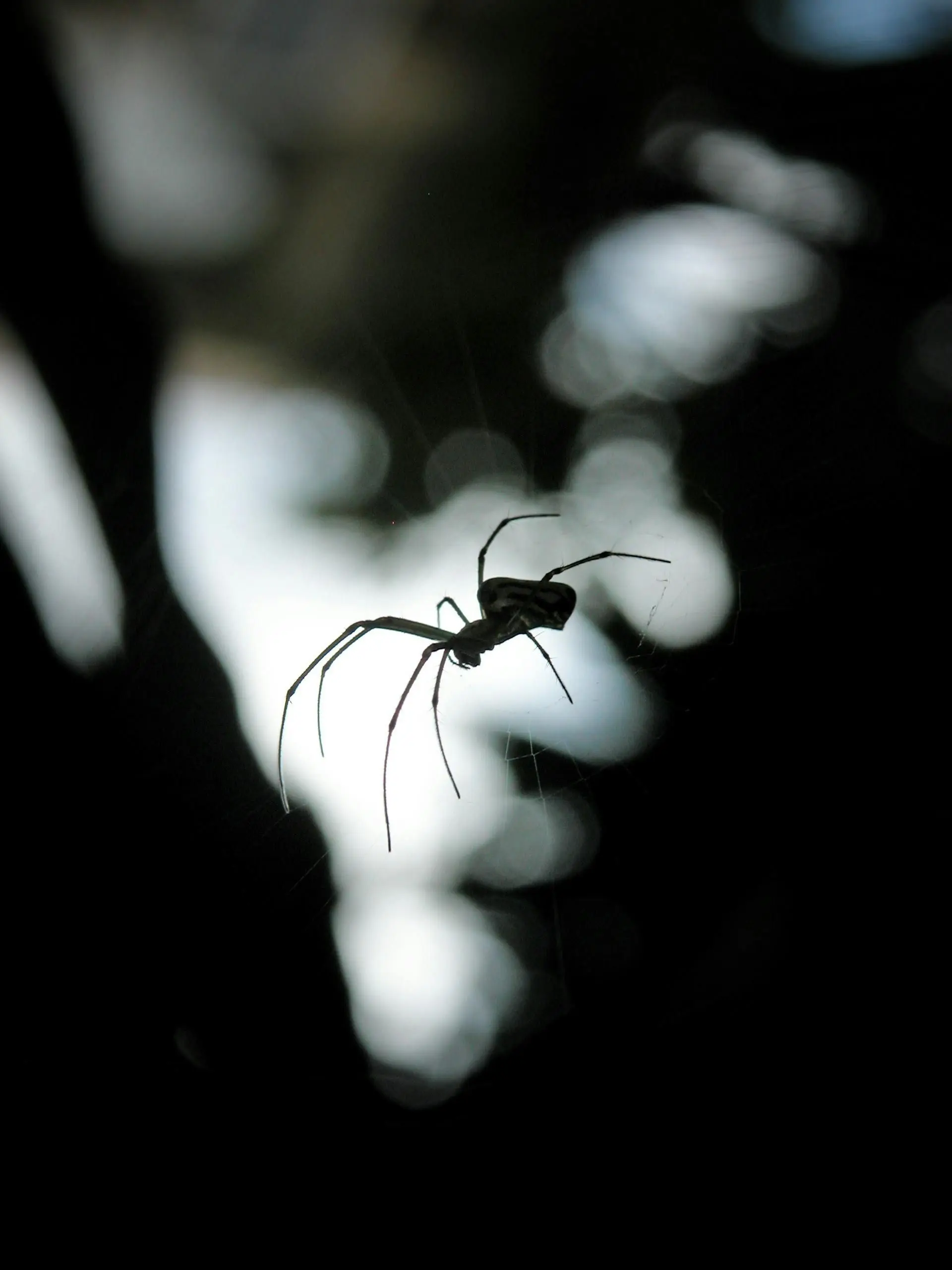 Silhouette of a spider hanging in shade