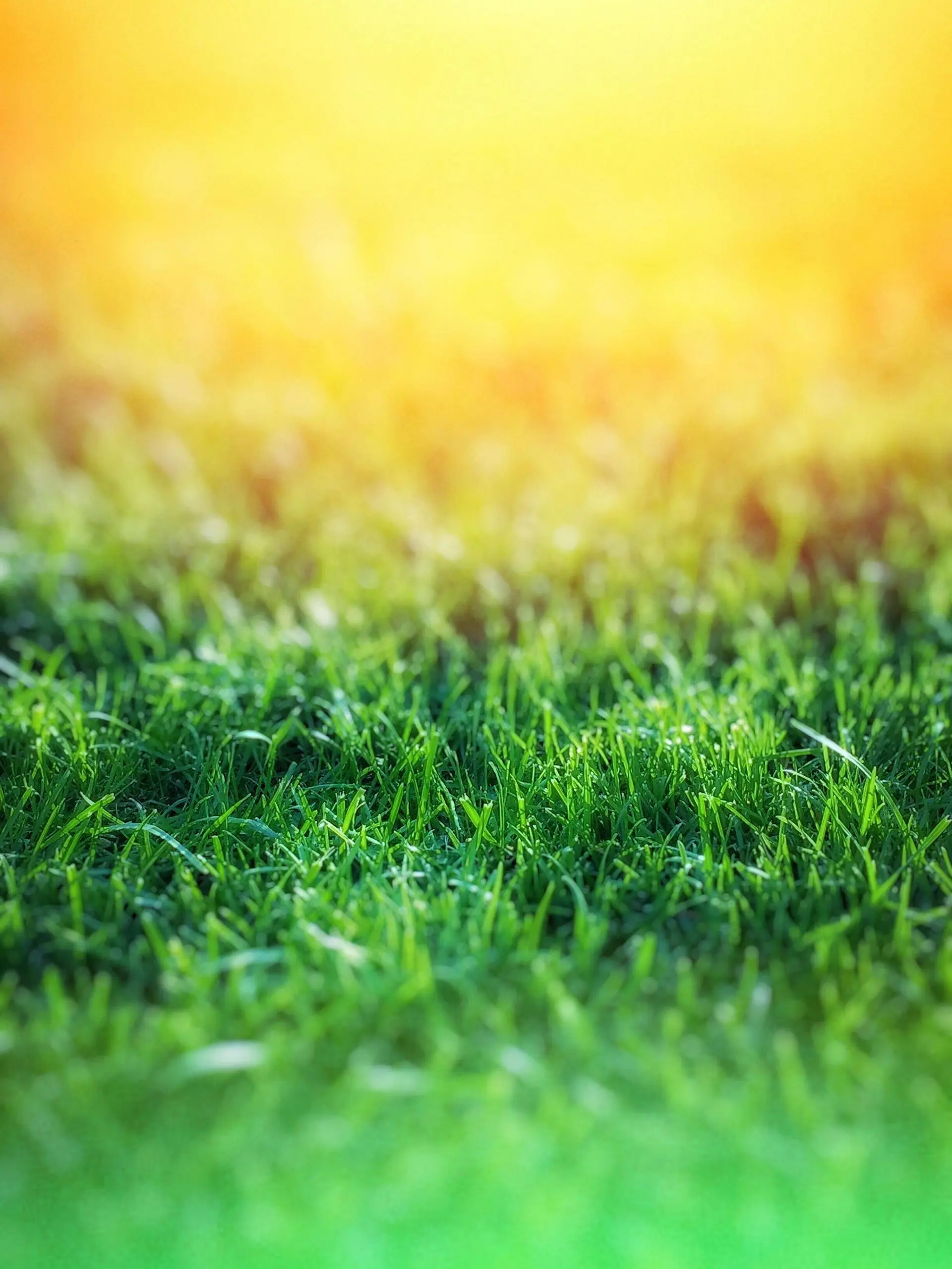 Sunlit green lawn grass