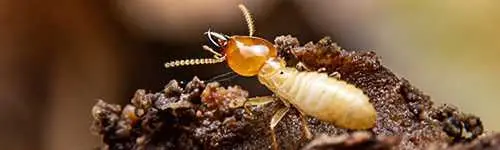 Termite on a clump of soil