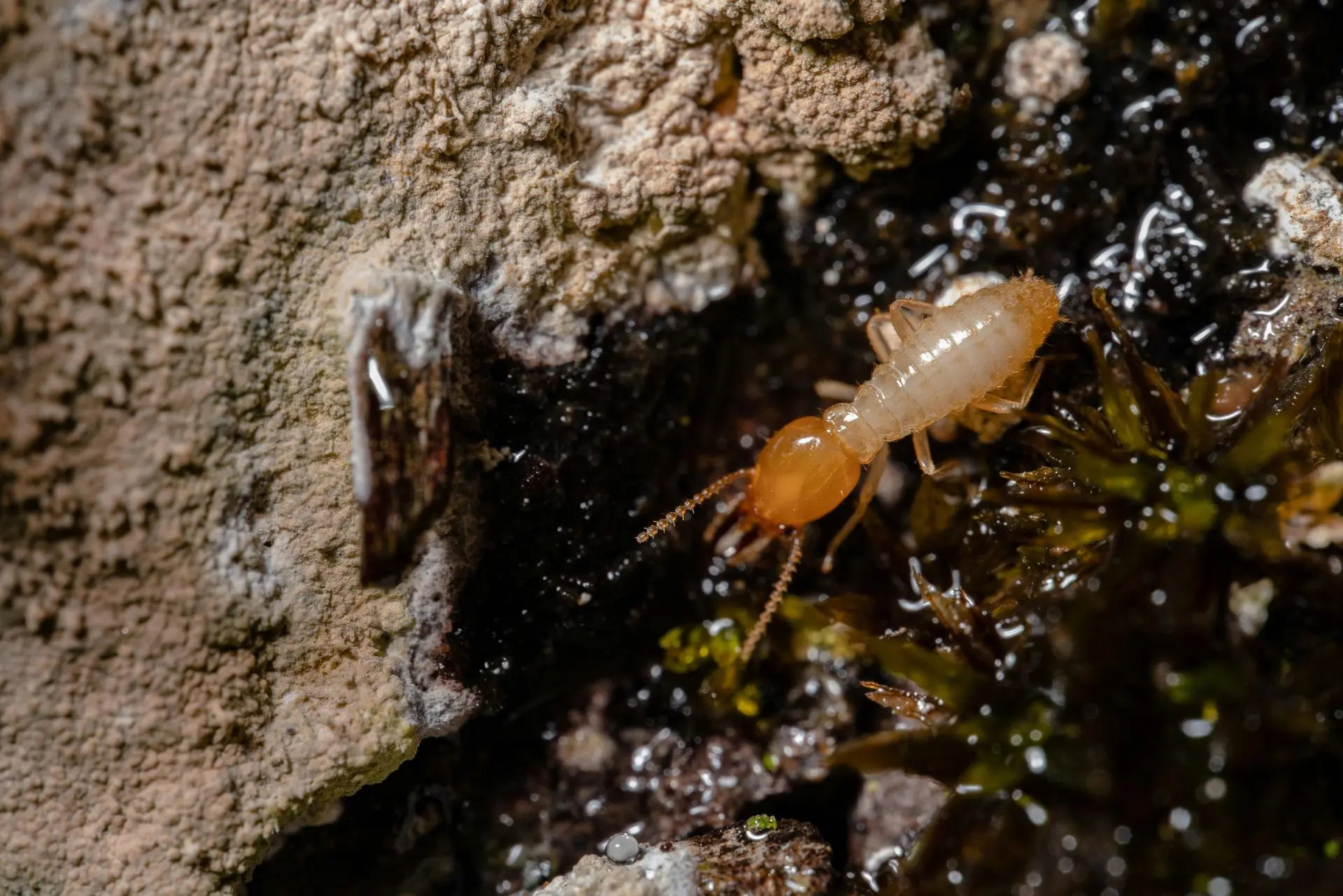 Termite crawling across damp tree bark