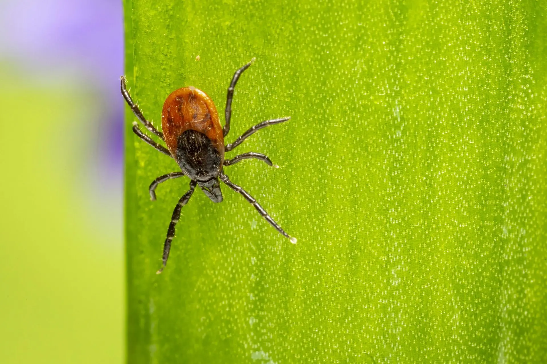 Tick crawling on a green leaf