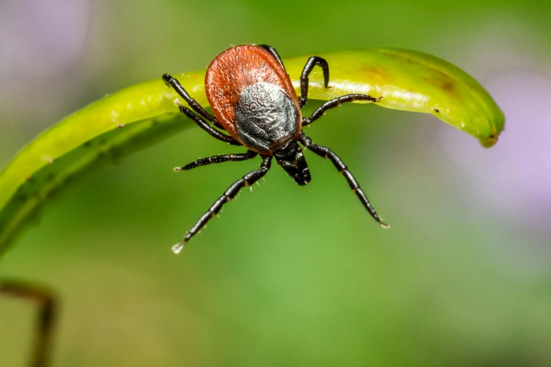 Tick clinging to a curved plant stem