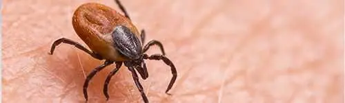 Tick crawling on human skin