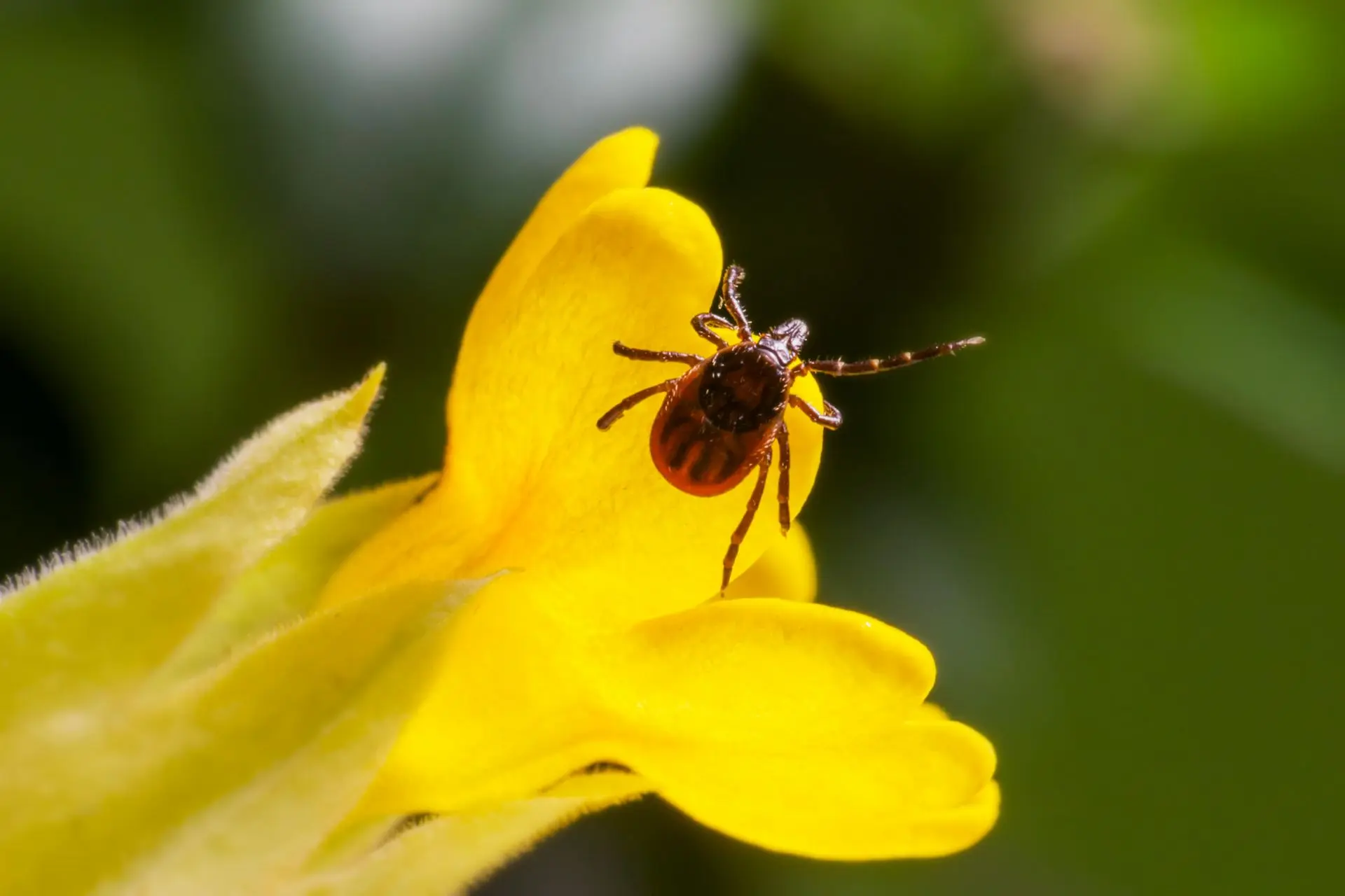 Tick on a yellow flower petal