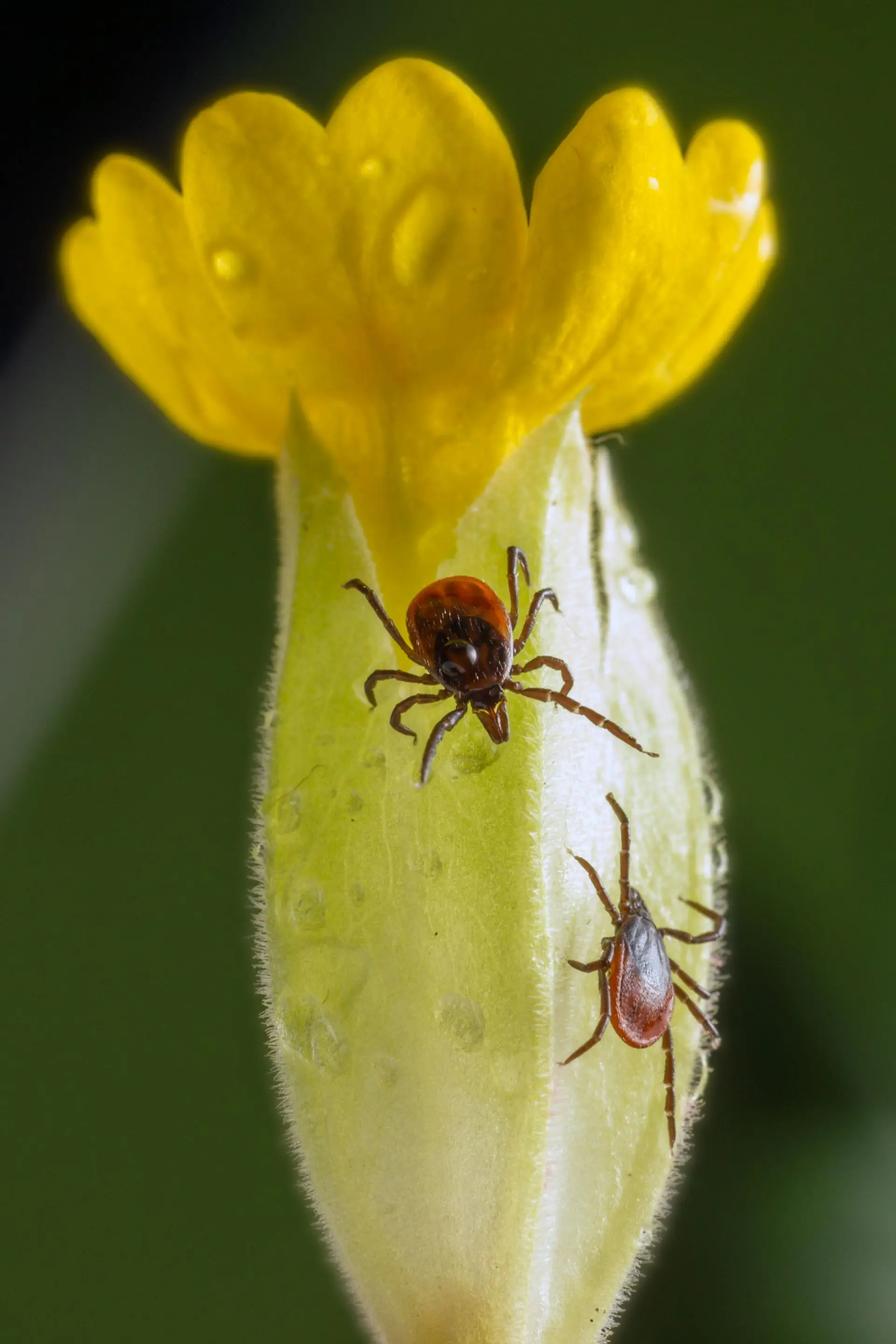 Two ticks on a yellow flower bud