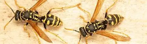 Two yellow and black wasps