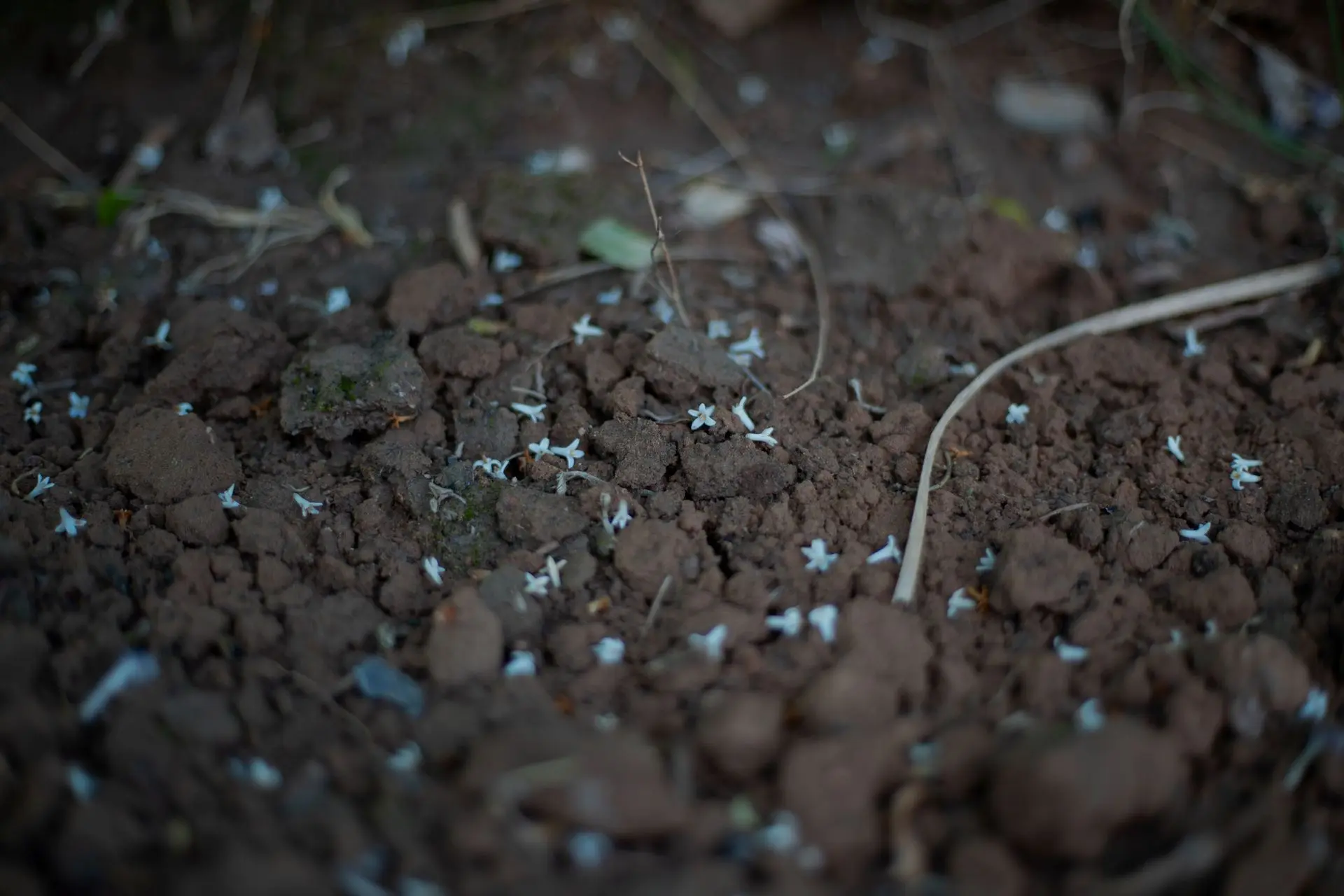 Weed seedlings sprouting from bare soil