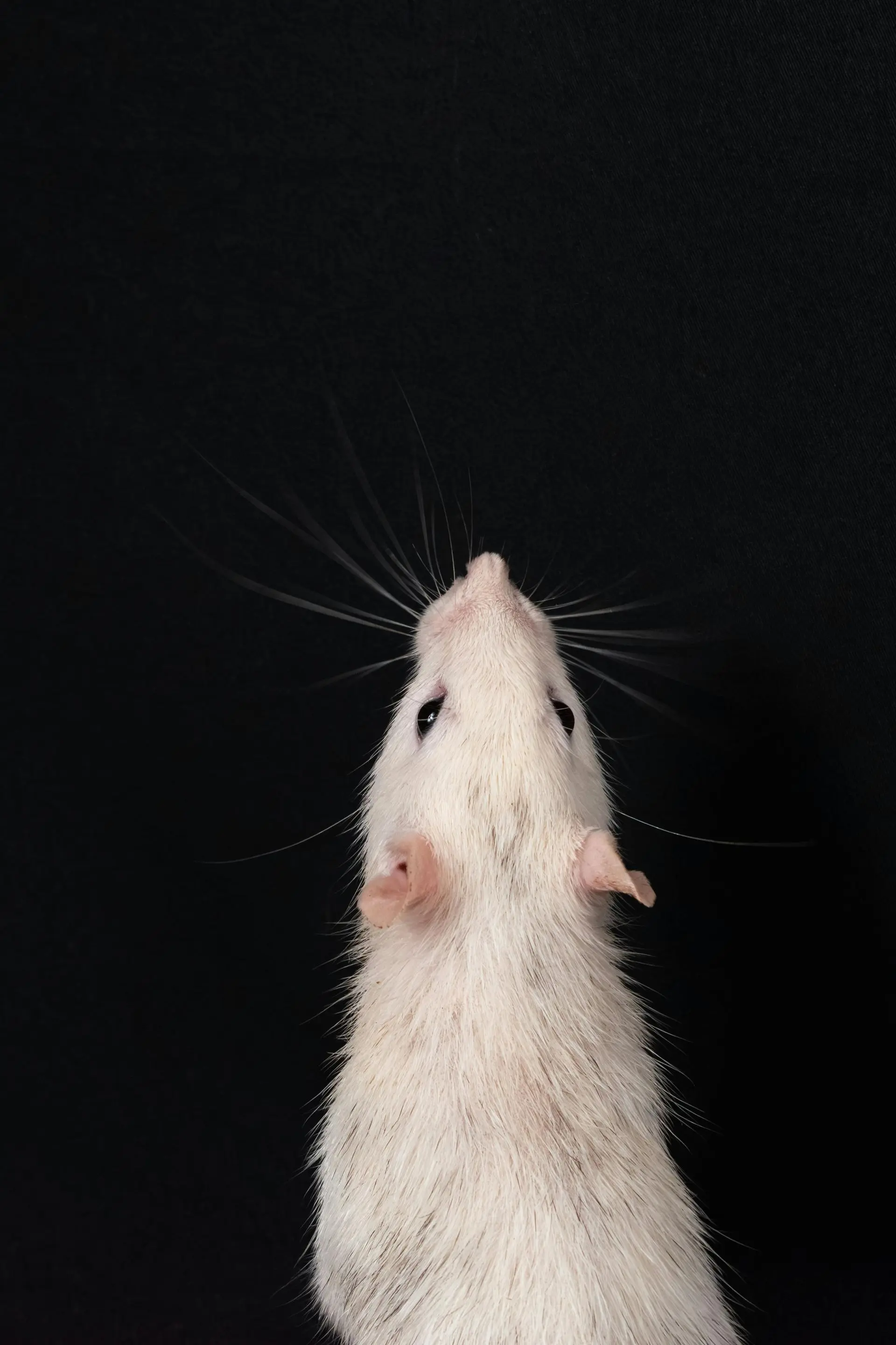 White rat looking upward against a black background